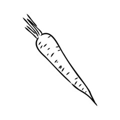 carrot line vector illustration, isolated on white background,top view