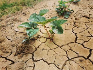 strawberry plant in dried cracked mud. dry season for fruit growers