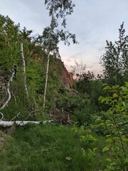 trees in the mountains