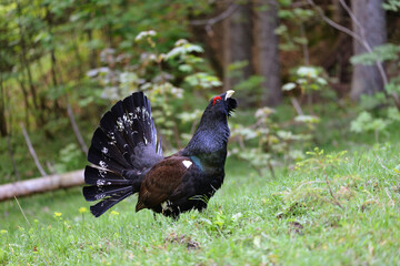 Auerhahn im Nationalpark Berchtesgaden