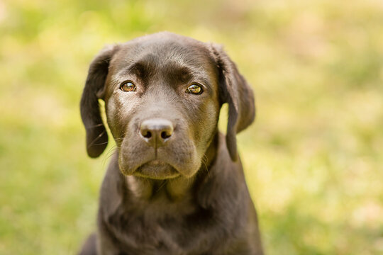 Labrador puppy on a background of green grass. Portrait of a black dog.