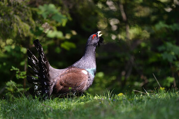 Auerhahn auf einer Lichtung