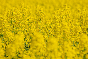 In a flowering rapeseed field. Rapeseed flowers yellow to sun. The farmer grows oilseed rape