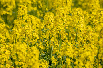 In a flowering rapeseed field. Rapeseed flowers yellow to sun. The farmer grows oilseed rape
