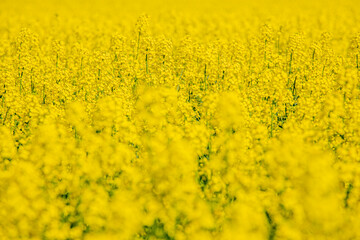 Obraz premium In a flowering rapeseed field. Rapeseed flowers yellow to sun. The farmer grows oilseed rape