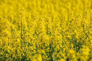 Fototapeta na wymiar In a flowering rapeseed field. Rapeseed flowers yellow to sun. The farmer grows oilseed rape