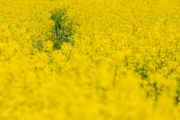 In a flowering rapeseed field. Rapeseed flowers yellow to sun. The farmer grows oilseed rape