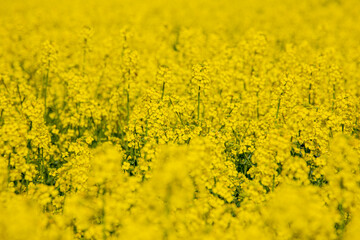 In a flowering rapeseed field. Rapeseed flowers yellow to sun. The farmer grows oilseed rape