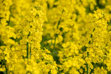 In a flowering rapeseed field. Rapeseed flowers yellow to sun. The farmer grows oilseed rape