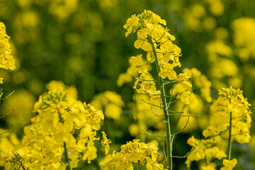 In a flowering rapeseed field. Rapeseed flowers yellow to sun. The farmer grows oilseed rape