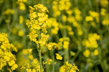 In a flowering rapeseed field. Rapeseed flowers yellow to sun. The farmer grows oilseed rape