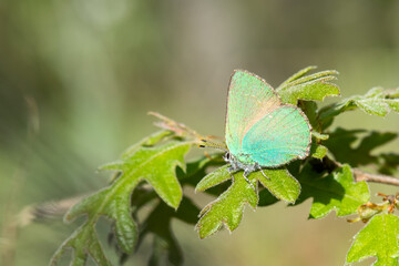 Lycaenidae / Zümrüt / Green Hairstreak / Callophrys rubi