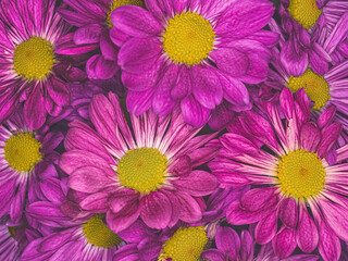 A grouping of purple pompom flowers bunched together