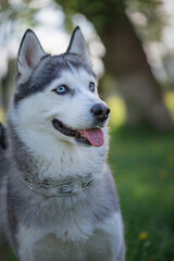 Beautiful thoroughbred husky on a walk in the summer park.