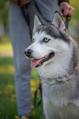 Beautiful thoroughbred husky on a walk in the summer park.