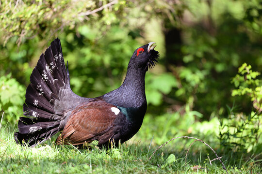 Auerhahn Portrait in den Alpen