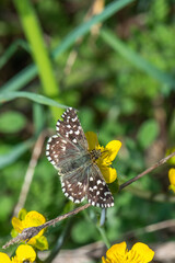 butterfly on a flower