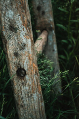 Old wooden stairs in the village in the garden.