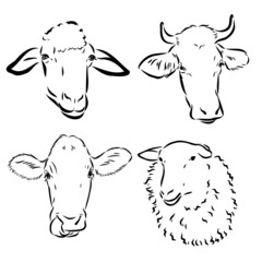 breeding cow. grazing cattle. animal husbandry. livestock. vector sketch on a grey background