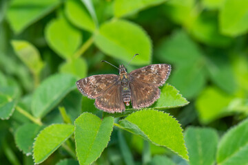 butterfly on leaf