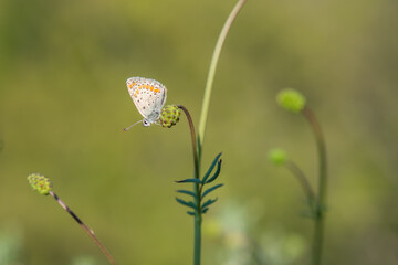 Lycaenidae / Çokgözlü Mavi / Common Blue / Polyommatus icarus