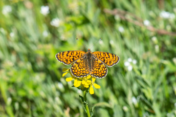 butterfly on a yellow flower