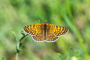 Obraz premium butterfly on a flower