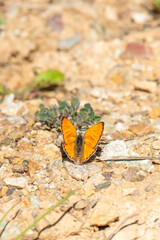 butterfly on the ground