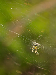 Spider in its natural environment.