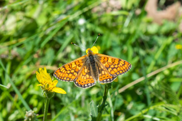 butterfly on a yellow flower