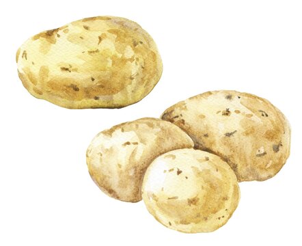Set of potatoes isolated on white background. Food illustration.