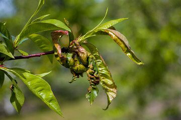 Fototapeta premium Curly peach tree leaves. Diseased peach tree leaves. selective focus
