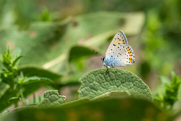 butterfly on a flower