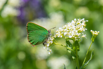 Lycaenidae / Zümrüt / Green Hairstreak / Callophrys rubi