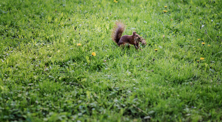 fluffy  squirrel eating in grass.