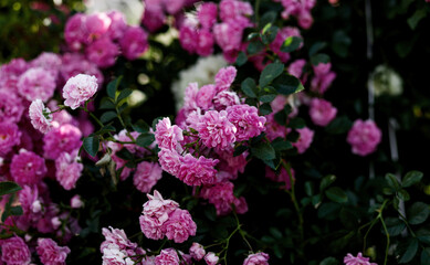 pink roses in the garden