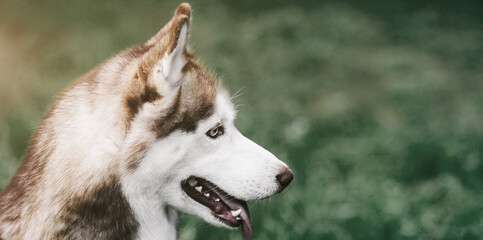 Profile portrait of beautiful dog