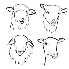 Sheep in sketch style. Vector illustration. Drawn by hand. Farm animals. Livestock