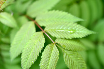 The green leaves of the rowan- leaved mountain ash sorbaria sorbifolia shrub is the type plant species of the genus rowan of the pink family