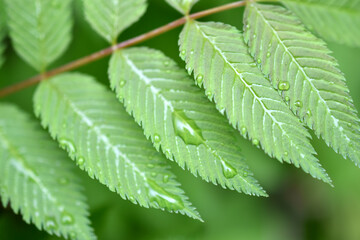 The green leaves of the rowan- leaved mountain ash sorbaria sorbifolia shrub is the type plant species of the genus rowan of the pink family