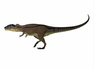 Obraz na płótnie Canvas Carcharodontosaurus Cretaceous Dinosaur - Carcharodontosaurus was a predatory theropod dinosaur in the Sahara, Africa during the Cretaceous Period.