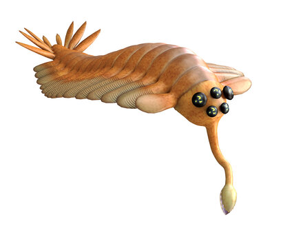 Cambrian Opabinia Animal - Opabinia was an arthropod predatory animal that lived in the seas of the Cambrian Age of British Columbia.