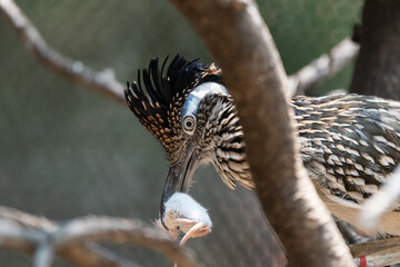 Greater Roadrunner holding a white mouse in its large beak