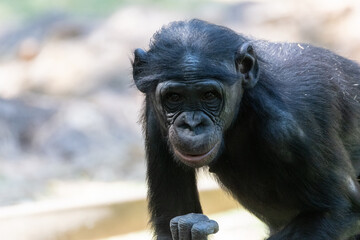 Cute juvenile Bonobo staring into the camera with curiosity