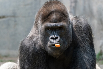 Gorilla staring at the camera as it chews on a carrot