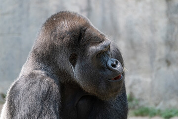 Gorilla with its mouth slightly open as it looks to the side