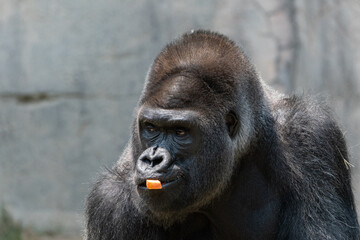 Gorilla looking off to the side while chewing on a carrot piece