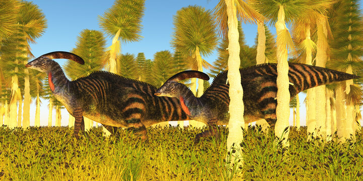 Parasaurolophus Dinosaurs in Forest - A herd of herbivorous Hadrosaur Saurolophus dinosaurs walk among tropical vegetation and Palm trees.