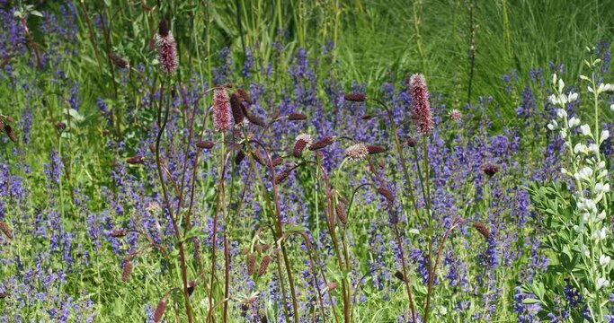 (Sanguisorba menziesii ) Touffe de Pimprenelle d' Alaska ou Sanguisorbe &agrave; floraison en &eacute;pis rouge &agrave; rose pourpr&eacute; sur tiges souples se courbant dans le vent
