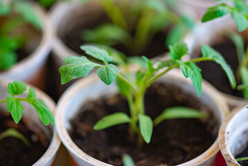 many different seedlings grow in peat glasses. High quality photo